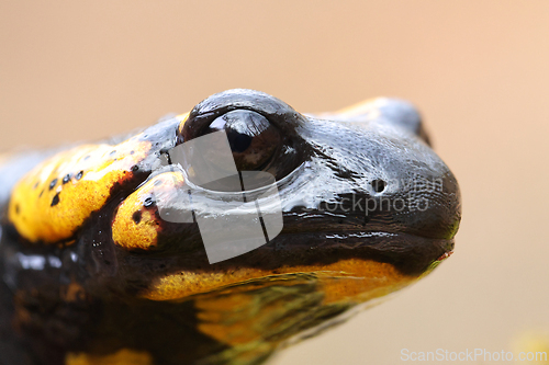 Image of closeup of salamandra head