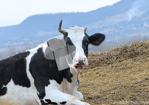 Image of curious cow looking at the camera