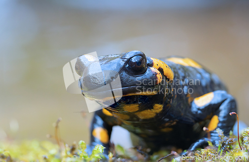 Image of cute salamander looking at the camera