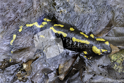 Image of fire salamander in mating season
