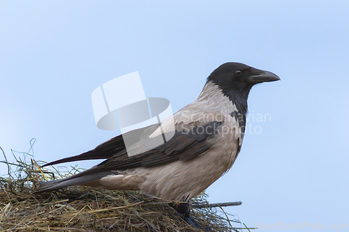 Image of hooded crow on top of a haystack