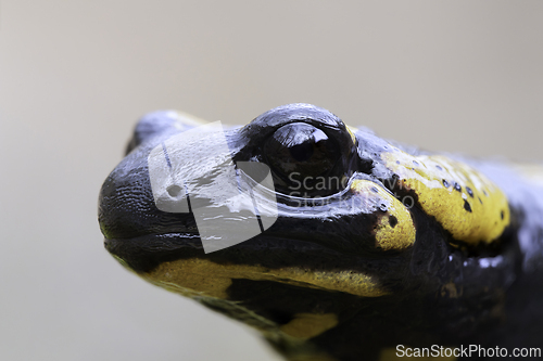 Image of macro portrait of beautiful salamander