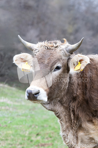 Image of portrait of a cow at the farm