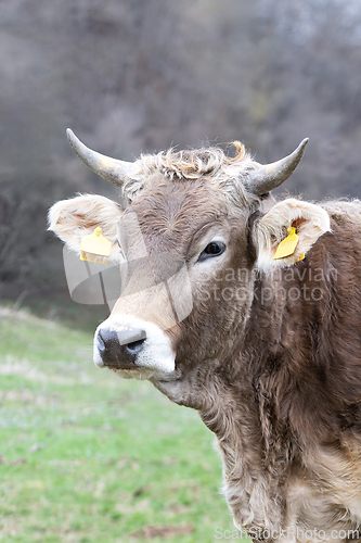 Image of portrait of a cow at the farm