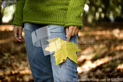 Image of Autumn Leaf