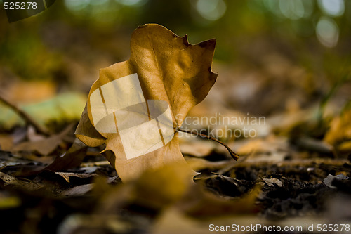 Image of Autumn Leaves