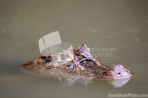 Image of Spectacled caiman, Caiman crocodilus Cano Negro, Costa Rica.