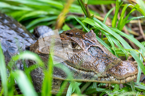 Image of Spectacled caiman, Caiman crocodilus Cano Negro, Costa Rica.