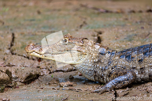 Image of Spectacled caiman, Caiman crocodilus Cano Negro, Costa Rica.