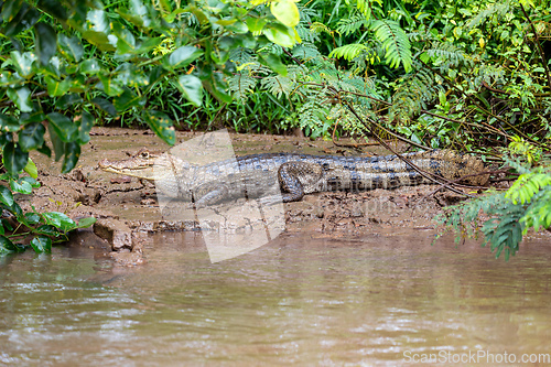 Image of Spectacled caiman, Caiman crocodilus Cano Negro, Costa Rica.