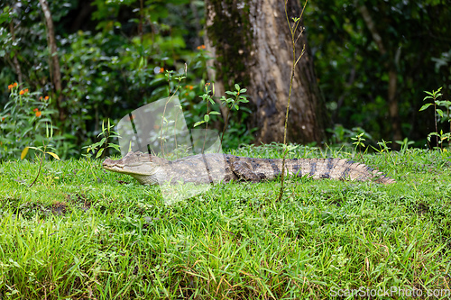 Image of Spectacled caiman, Caiman crocodilus Cano Negro, Costa Rica.