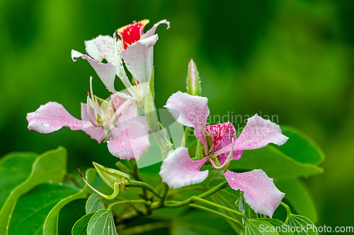 Image of Bauhinia monandra is a species of leguminous trees. Refugio de Vida Silvestre Cano Negro, Costa Rica.