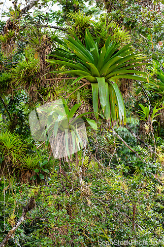 Image of Refugio de Vida Silvestre Cano Negro rainforest, Costa Rica wilderness landscape.