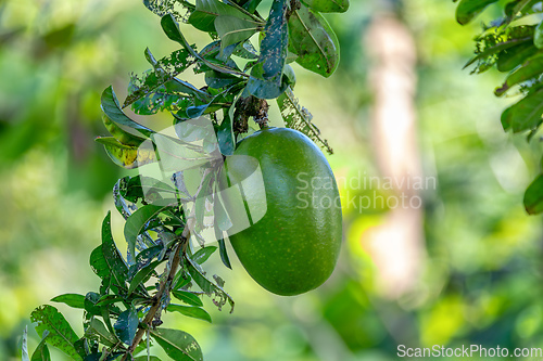 Image of Calabash Tree, Crescentia cujete, Nicoya peninsula, Costa Ric