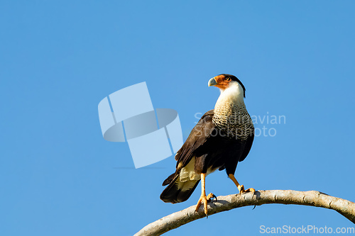 Image of Crested caracara, Caracara plancus, Puntarenas Costa Rica