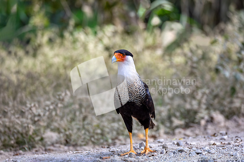 Image of Crested caracara, Caracara plancus, Puntarenas Costa Rica