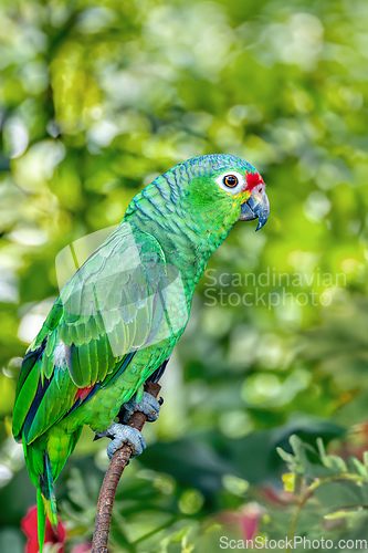 Image of Finschs parakeet - Psittacara finschi, Refugio de Vida Silvestre Cano Negro, Wildlife and bird watching in Costa Rica.