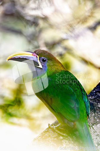 Image of Emerald toucanet - Aulacorhynchus prasinus, San Gerardo, Costa Rica