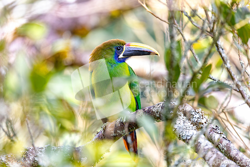 Image of Emerald toucanet - Aulacorhynchus prasinus, San Gerardo, Costa Rica