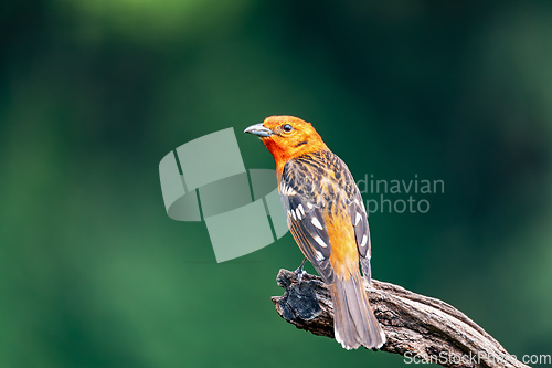 Image of Flame-colored tanager male, Piranga bidentata, San Gerardo de Dota, Costa Rica