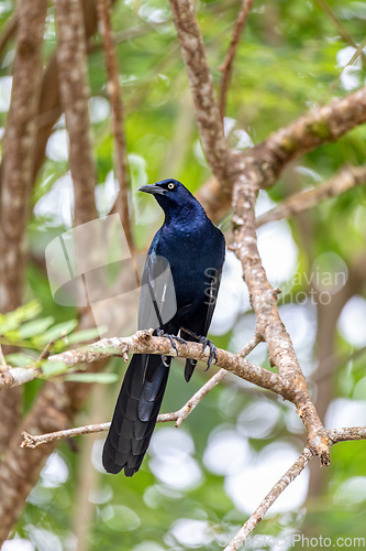 Image of Great-tailed grackle or Mexican grackle, Quiscalus mexicanus. Manuel Antonio, Costa Rica