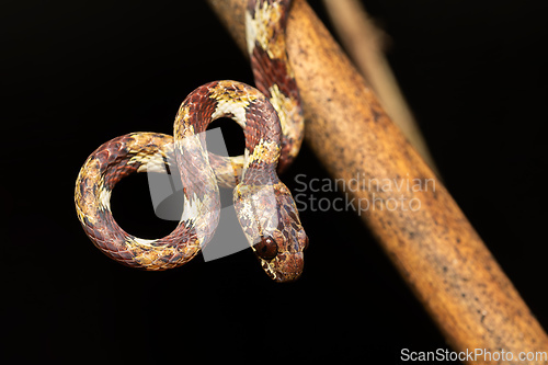 Image of IImantodes cenchoa, mildly venomous, rear-fanged snake. Tortuguero Costa Rica Wildlife