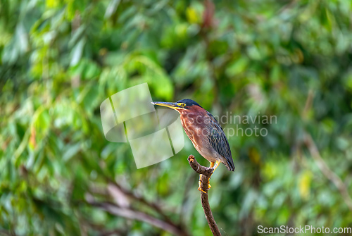 Image of Little blue heron, Egretta caerulea, Refugio de Vida Silvestre Cano Negro, Wildlife and bird watching in Costa Rica.