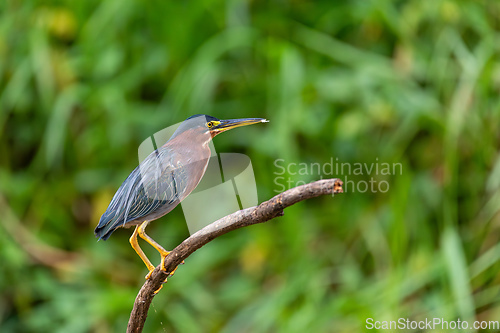 Image of Little blue heron, Egretta caerulea, Refugio de Vida Silvestre Cano Negro, Wildlife and bird watching in Costa Rica.