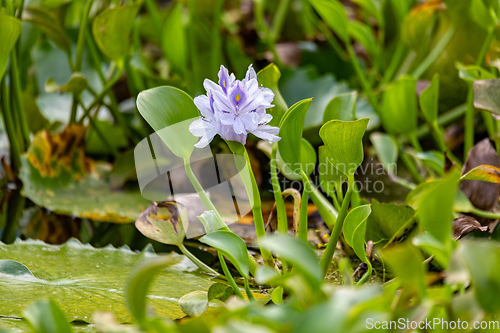 Image of Pontederia crassipes, Aquatic plant. Curu Wildlife Reserve, Costa Rica wildlife