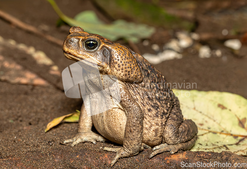 Image of Rhinella horribilis, giant toad. Tortuguero Costa Rica Wildlife