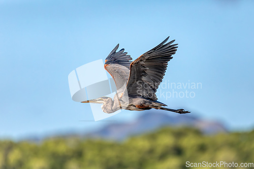 Image of Great blue heron - Ardea herodias, Costa Rica