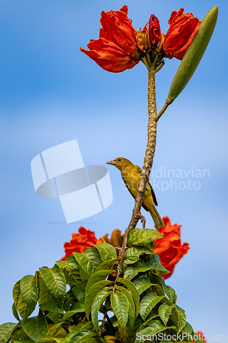 Image of Scarlet-rumped tanager female - Ramphocelus passerinii, Refugio de Vida Silvestre Cano Negro, Wildlife and bird watching in Costa Rica.