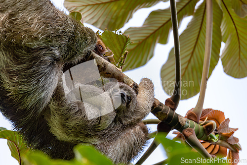 Image of Female of pale-throated sloth - Bradypus tridactylus with baby hanged top of the tree, La Fortuna, Costa Rica wildlife