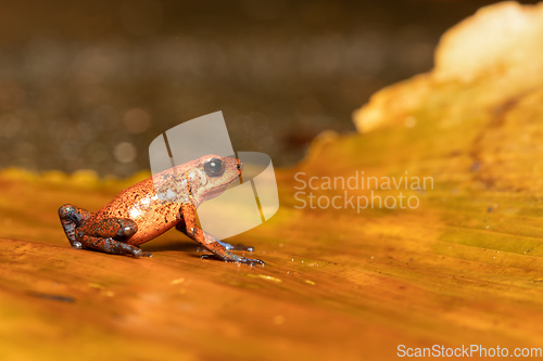 Image of Strawberry poison-dart frog, Oophaga pumilio, formerly Dendrobates pumilio, Tortuguero, Costa Rica wildlife