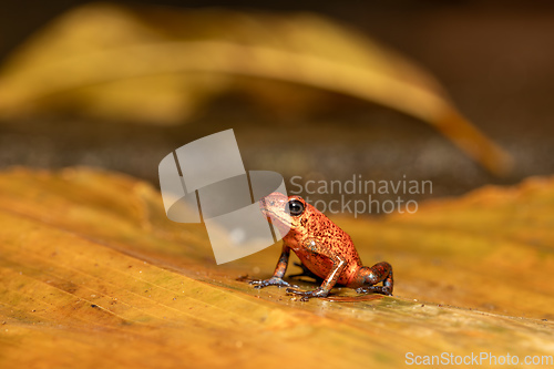 Image of Strawberry poison-dart frog, Oophaga pumilio, formerly Dendrobates pumilio, Tortuguero, Costa Rica wildlife