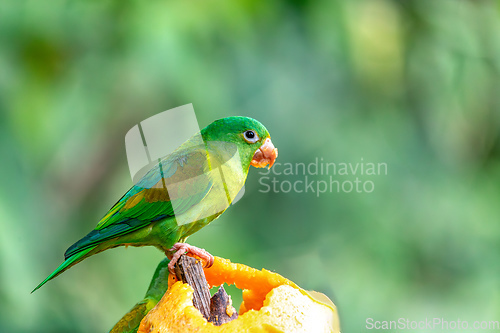 Image of Small green parrot Tirika tovi - Brotogeris jugularis, tirika tovi, Costa Rica.