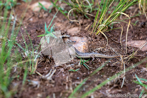 Image of Elegant mabuya - Trachylepis elegans, endemic species of skink. Madagascar Wildlife