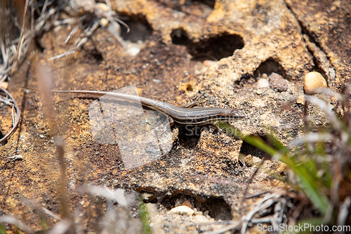 Image of Gravenhorst's mabuya, Trachylepis gravenhorstii, Ambalavao Andringitra National Park. Madagascar wildlife