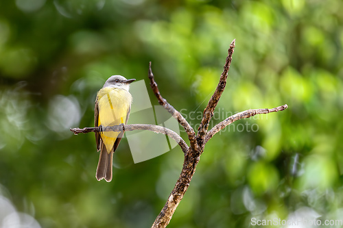 Image of Tropical kingbird, Tyrannus melancholicus. Refugio de Vida Silvestre Cano Negro, Wildlife and bird watching in Costa Rica.