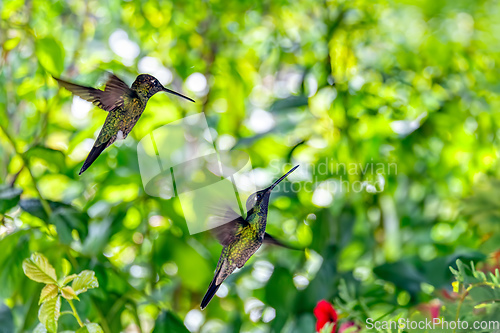 Image of Violet-headed hummingbird - Klais guimeti, San Gerardo de Dota, Costa Rica.