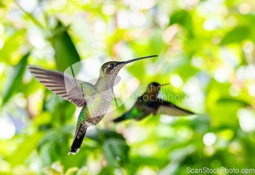 Image of Violet-headed hummingbird - Klais guimeti, San Gerardo de Dota, Costa Rica.