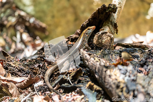 Image of Madagascar girdled lizard or Madagascar plated lizard - Zonosaurus madagascariensis, Tsingy De Bemaraha, Madagascar wildlife animal