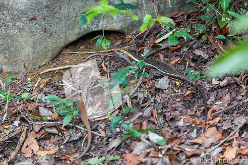 Image of Madagascar girdled lizard or Madagascar plated lizard - Zonosaurus madagascariensis, Tsingy De Bemaraha, Madagascar wildlife animal