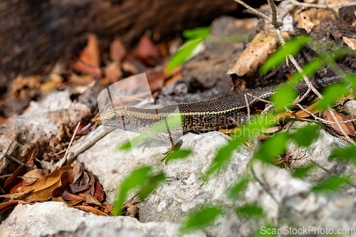Image of Madagascar girdled lizard or Madagascar plated lizard - Zonosaurus madagascariensis, Tsingy De Bemaraha, Madagascar wildlife animal
