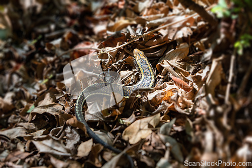 Image of Madagascar girdled lizard or Madagascar plated lizard - Zonosaurus madagascariensis, Anja community reserve, Madagascar wildlife animal