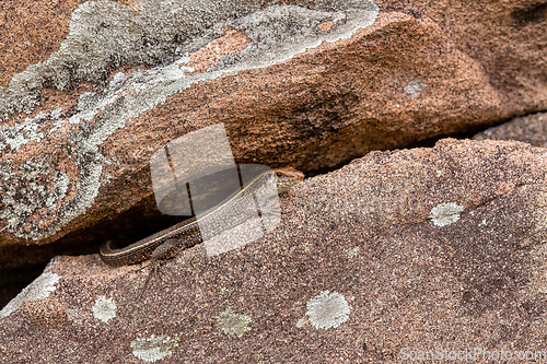 Image of Madagascar girdled lizard or Madagascar plated lizard - Zonosaurus madagascariensis, Ambalavao Andringitra National Park. Madagascar wildlife