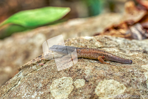 Image of Zonosaurus tsingy, endemic species of lizard. Madagascar Wildlife