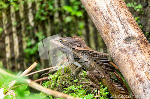 Image of The common basilisk, Basiliscus basiliscus. Manuel Antonio National Park, Costa Rica wildlife