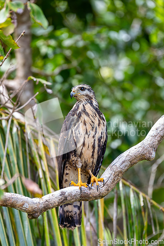 Image of Common black hawk, Buteogallus anthracinus, Manuel Antonio National Park, Costa Rica wildlife