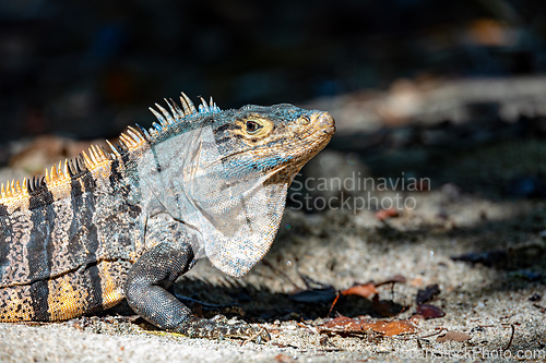Image of Black spiny-tailed iguana, Ctenosaura similis, Manuel Antonio National Park, Costa Rica wildlife